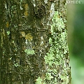 Rhizophora apiculata (Corky Stilt Mangrove) in Cairns フタバナヒルギ<br />Canon EOS 7DMK2 + EF300 F2.8L III + EF1.4xII